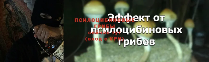 Галлюциногенные грибы Psilocybe  что такое   Калуга 